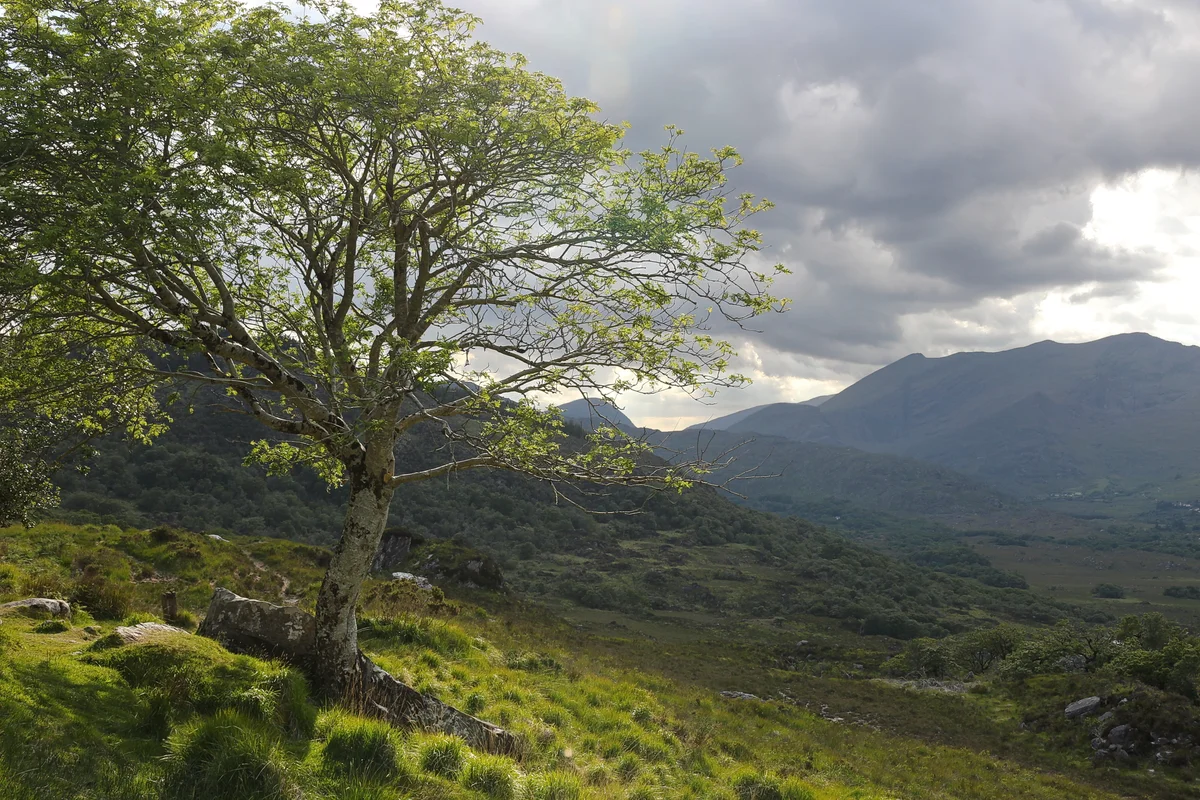 A tree on a green hillside in the mountains of Kerry, Ireland.